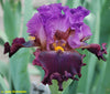Iris Mighty Mad