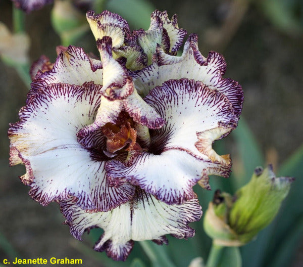 Iris One In A Million