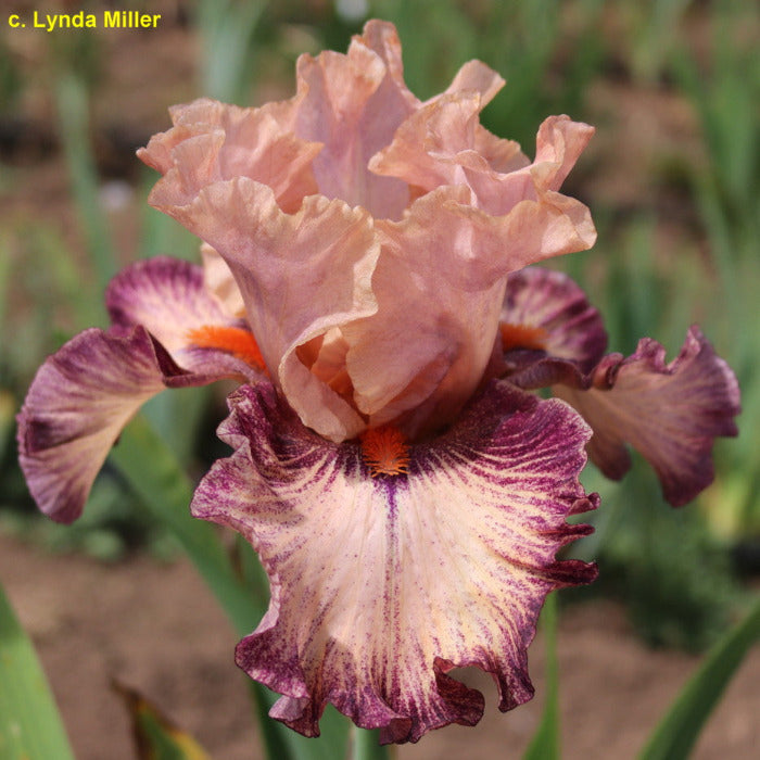 Iris Perky Lass