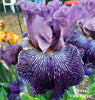 Iris Purplicious