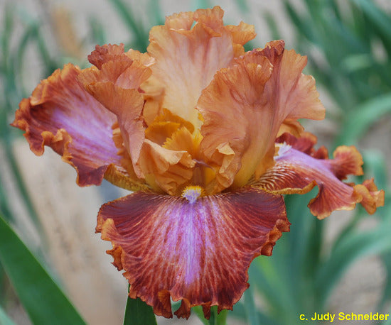 Iris Rags For Britches