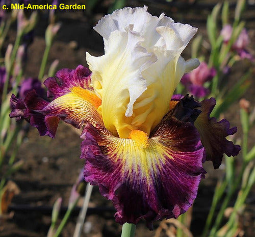 Iris Shadow Bands