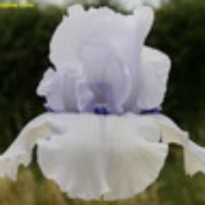 Iris Song Of Norway