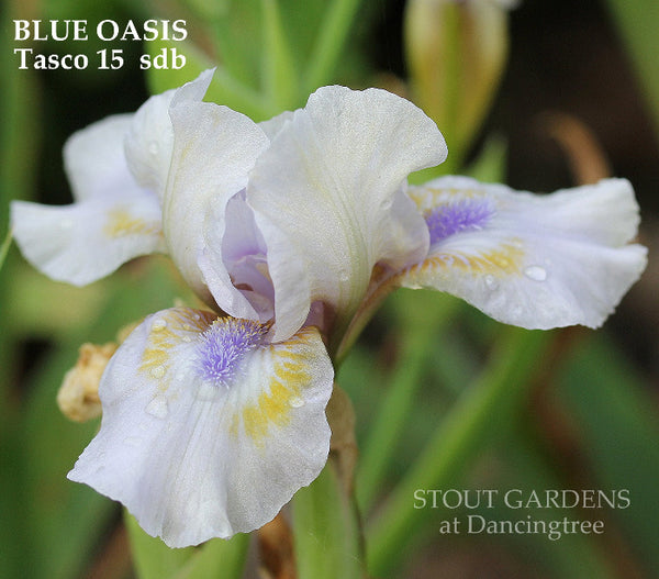 Iris Blue Oasis