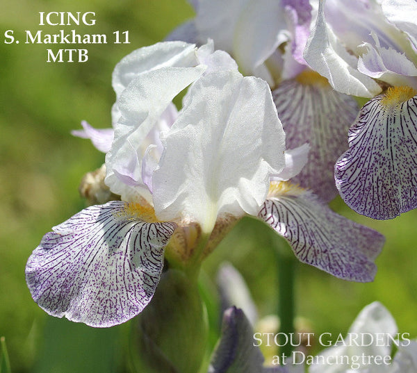 Iris Icing