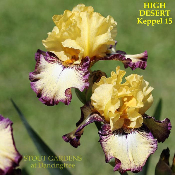 Iris High Desert