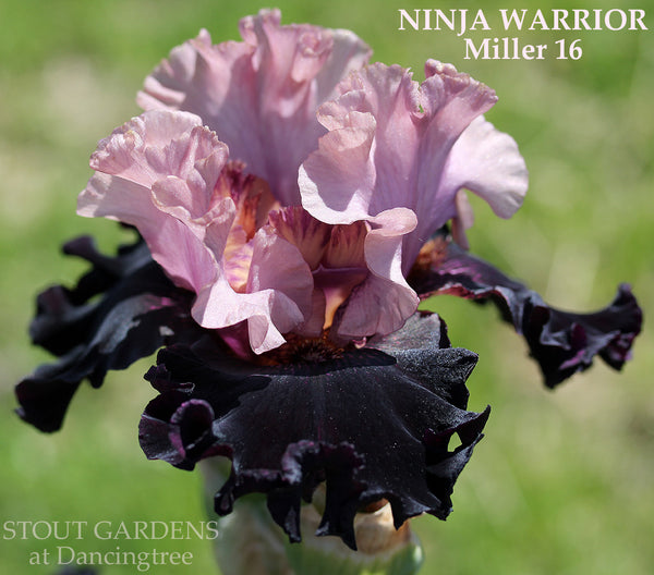 Iris Ninja Warrior