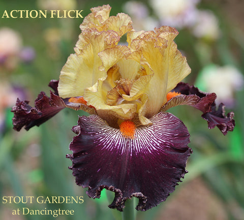 Iris Action Flick