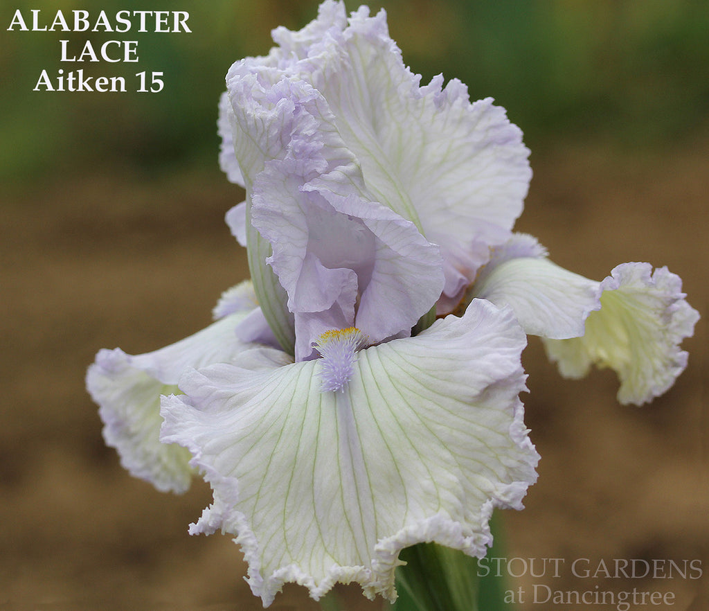 Iris Alabaster Lace