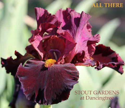 Iris All There