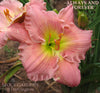 Daylily Always And Forever