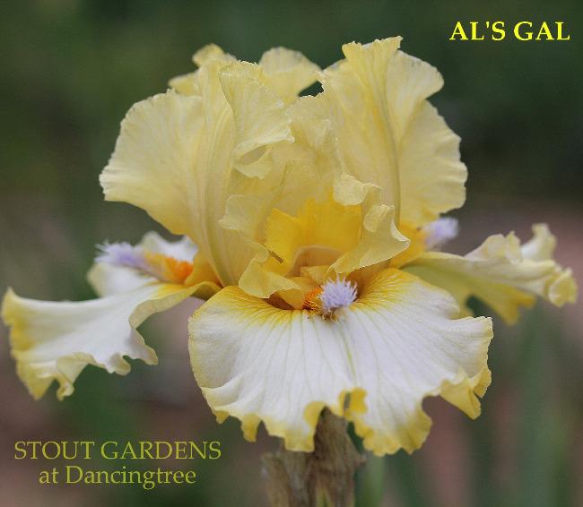 'Al's Gal' is a flashy yellow on white space age, tall bearded iris with purple horns on display at  at 'Stout Gardens at Dancingtree'.