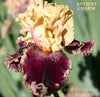 Iris Ancient Charm