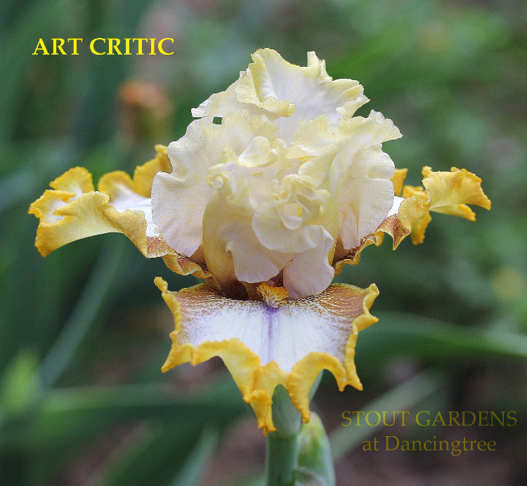 Iris Art Critic