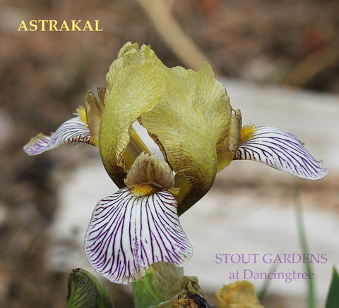 Iris Astrakal