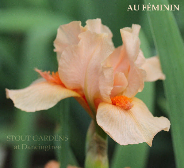 Iris  Au Féminin