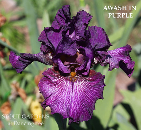 Iris Awash In Purple