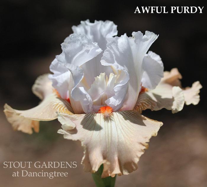 Iris Awful Purdy