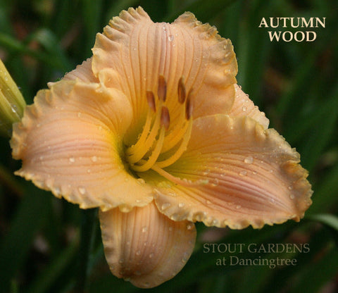 Daylily Autumn Wood