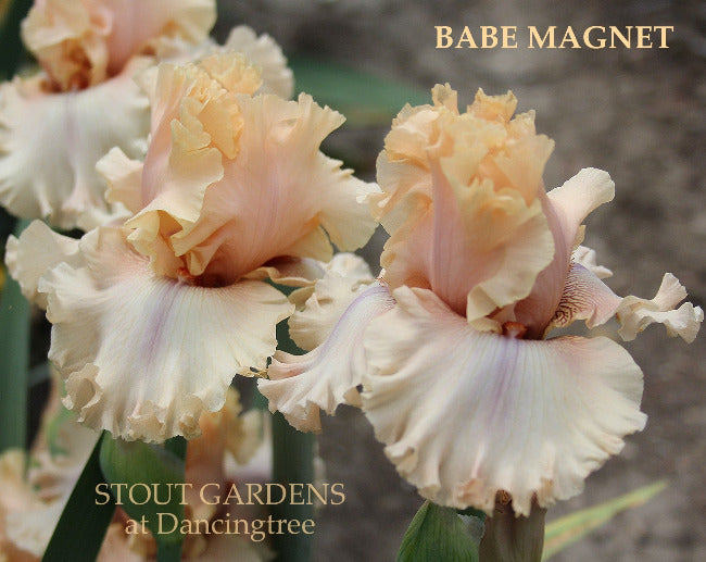 Iris Babe Magnet