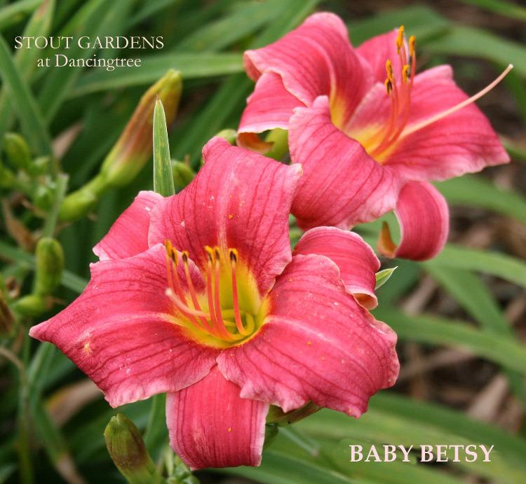 Daylily Baby Betsy