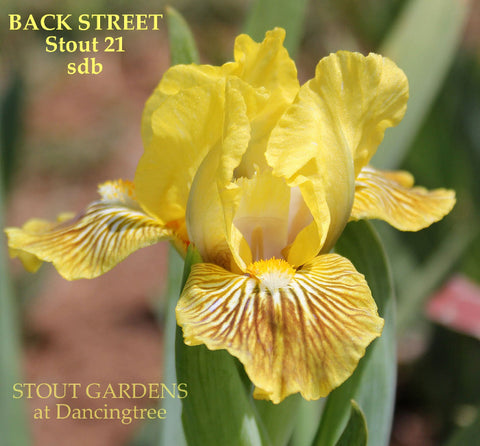 Iris Back Street