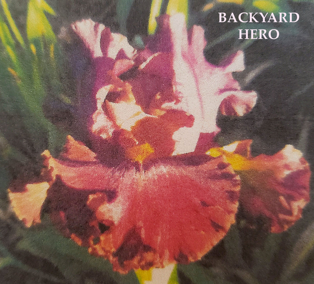 Iris Backyard Hero