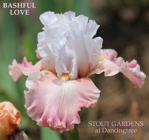 Iris Bashful Love