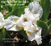 Iris Battement De Cils