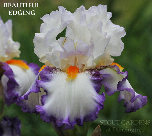 Iris Beautiful Edging