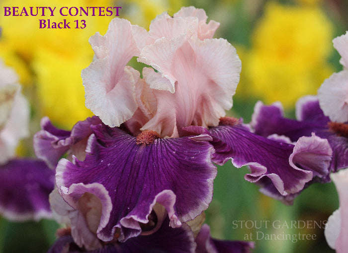 Iris Beauty Contest