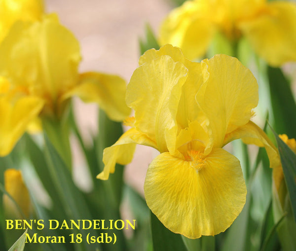 Iris Ben's Dandelion