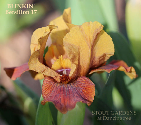 Iris Blinkin'