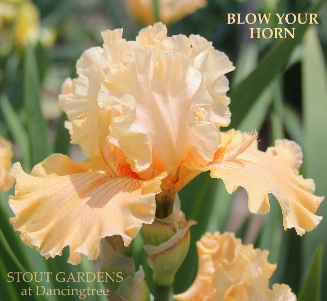 Iris Blow Your Horn