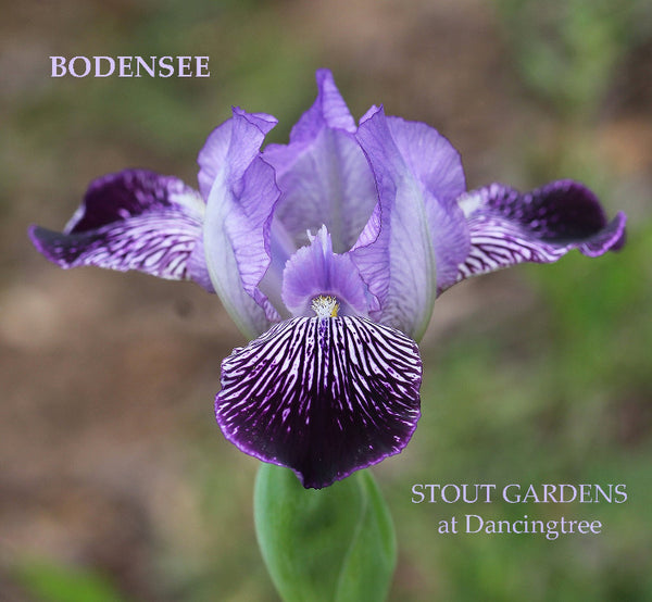 Iris Bodensee