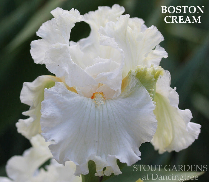 Iris Boston Cream