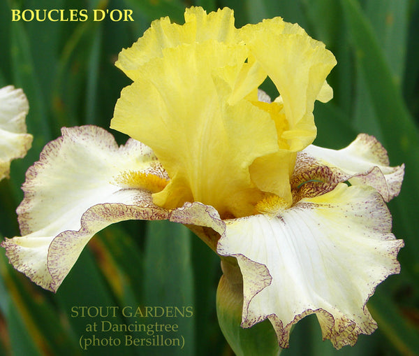 Iris Boucles D'Or