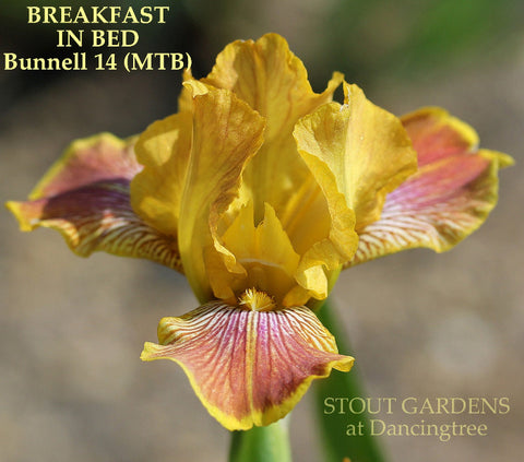 Iris Breakfast In Bed