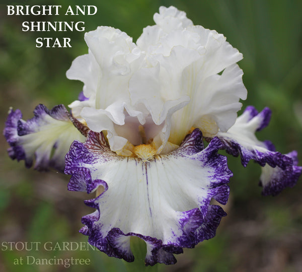 Iris Bright And Shining Star