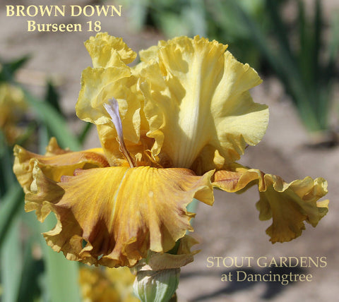 Iris Brown Down