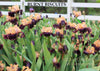 Burnt Biscuits tall bearded iris flowers with a white fence in the background at 'Stout Gardens at Dancingtree'.