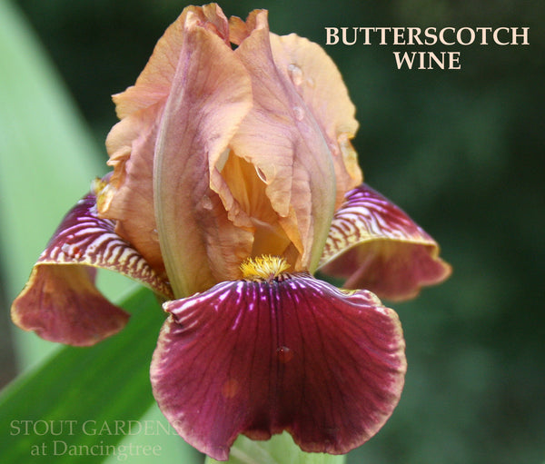 Iris Butterscotch Wine