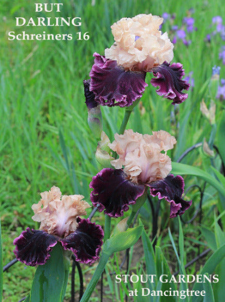 Iris But Darling