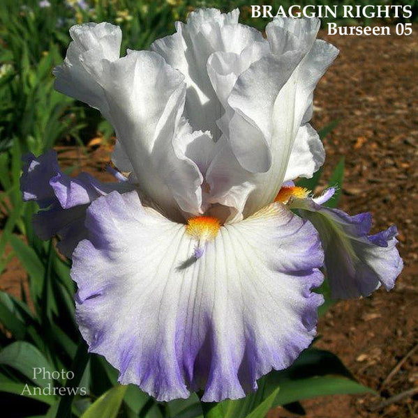 Iris Braggin Rights