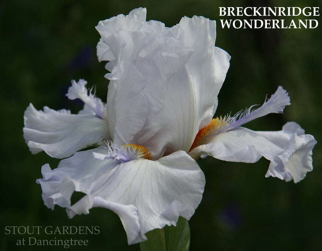 Iris Breckenridge Wonderland
