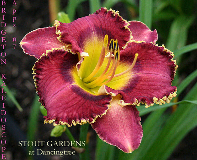 Daylily Bridgeton Kaleidoscope