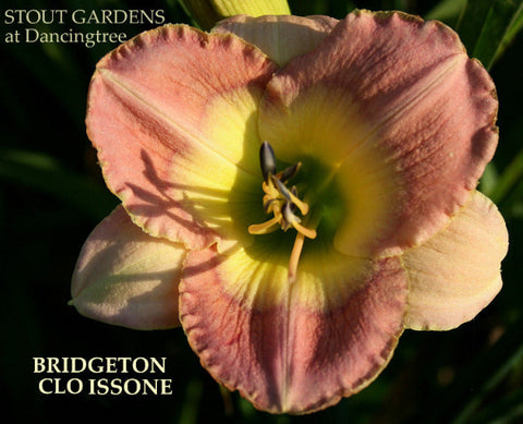 Daylily Bridgeton Cloissone