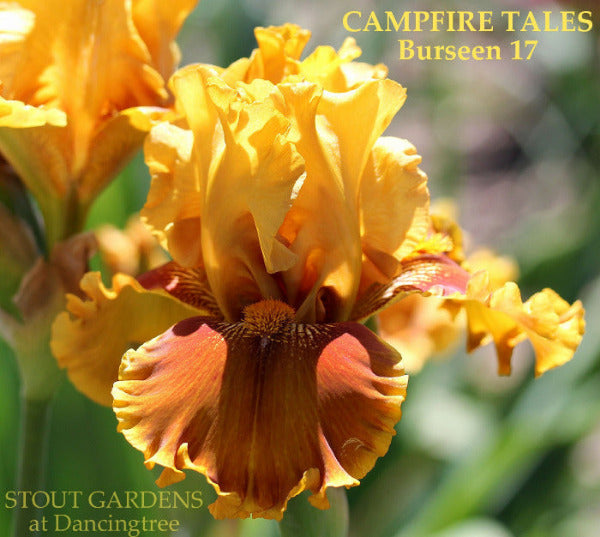 Iris Campfire Tales