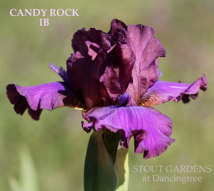Iris Candy Rock