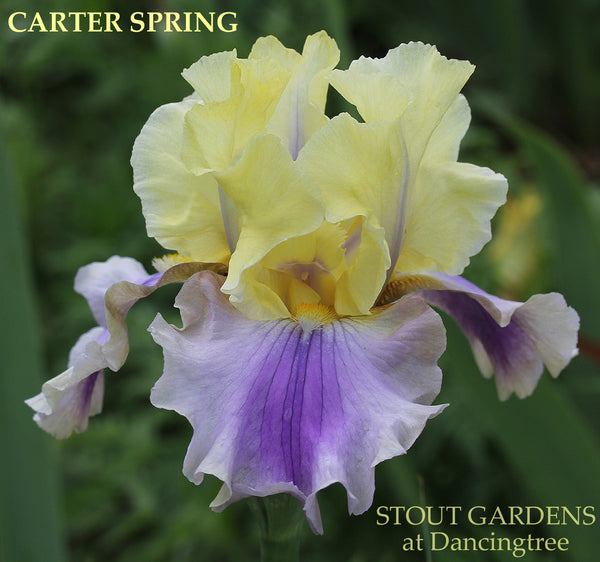 Iris Carter Spring